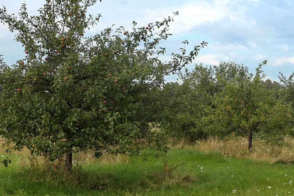 «Воздвиженський сад»: на Ямпільщині зберігся унікальний яблучний сад з столітньою історією