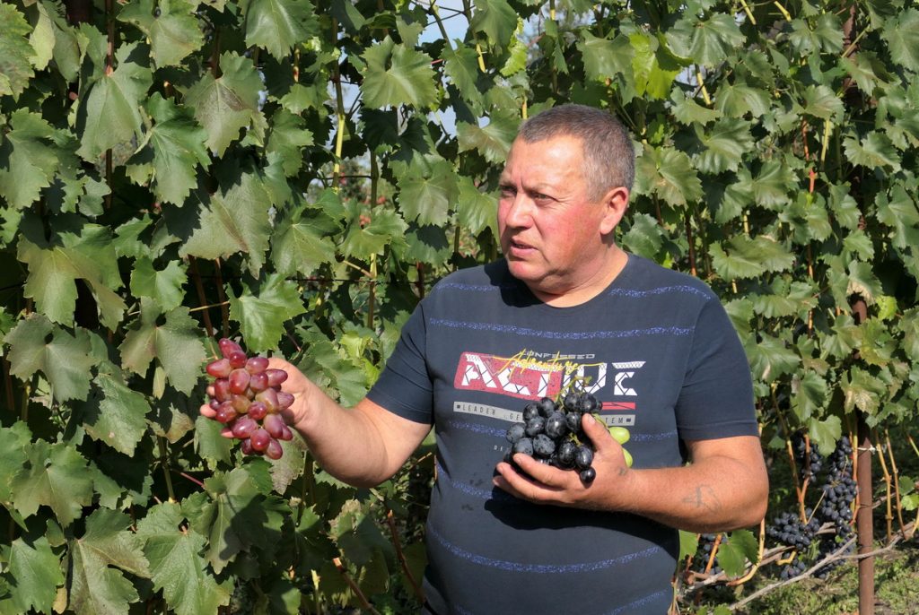 Володимир Коршок вирощує в Імшані сорок сім сортів столового винограду