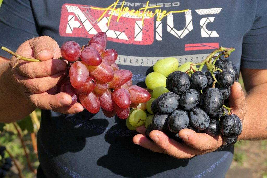 На Ямпільщині вирощують виноград, що не поступається південному